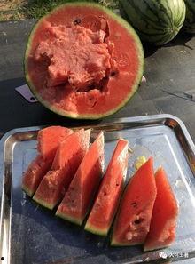 近期网红吃瓜事件,揭秘娱乐圈背后的真相与争议  第3张