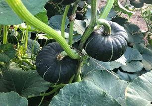 网红瓜有哪些人喜欢吃的,揭秘哪些明星网红钟爱品尝的美食  第3张